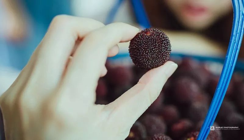 这座跟着周杰伦空降热搜的杨梅味小城，休渔期也能让你吃得满嘴鲜