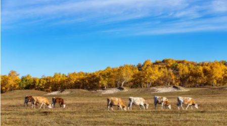 乌兰布统门票九块九,北戴河承德乌兰布统五日游价格