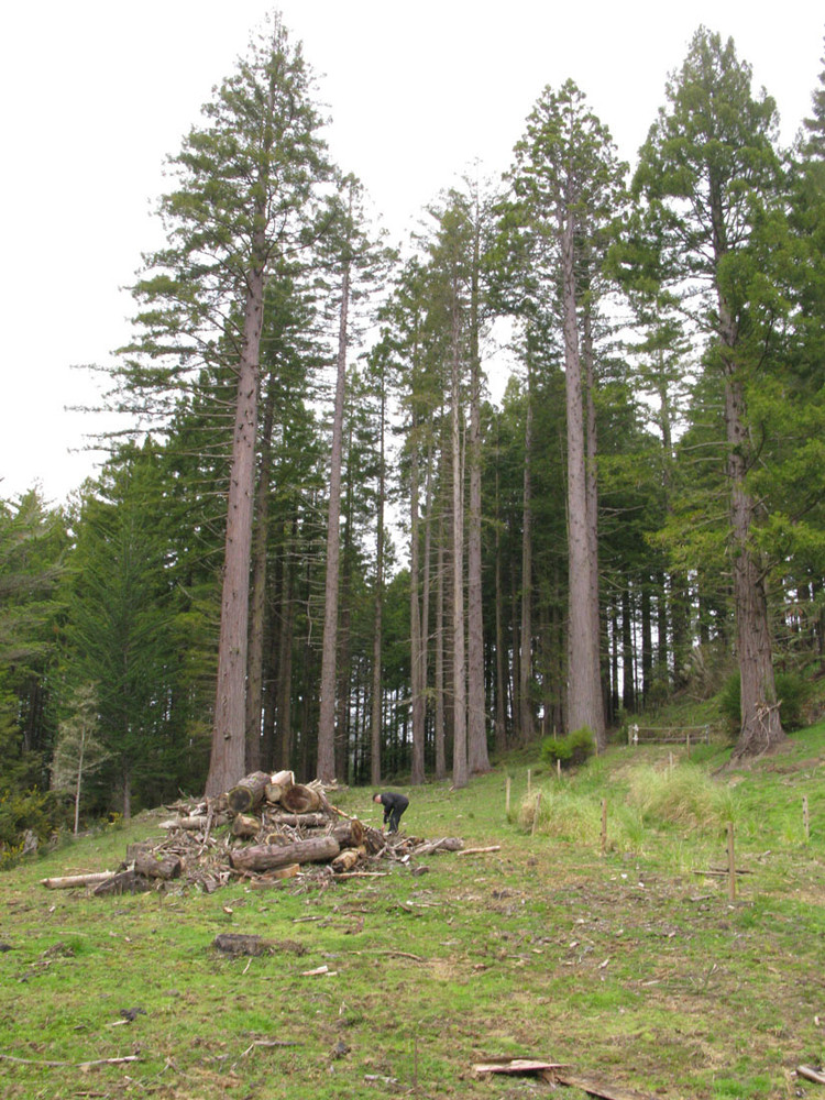 让这个红杉树上的餐厅来实现你儿时的树屋梦想