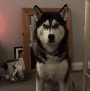 盘点狗狗智商排行榜前十,狗狗智商排行倒数20名