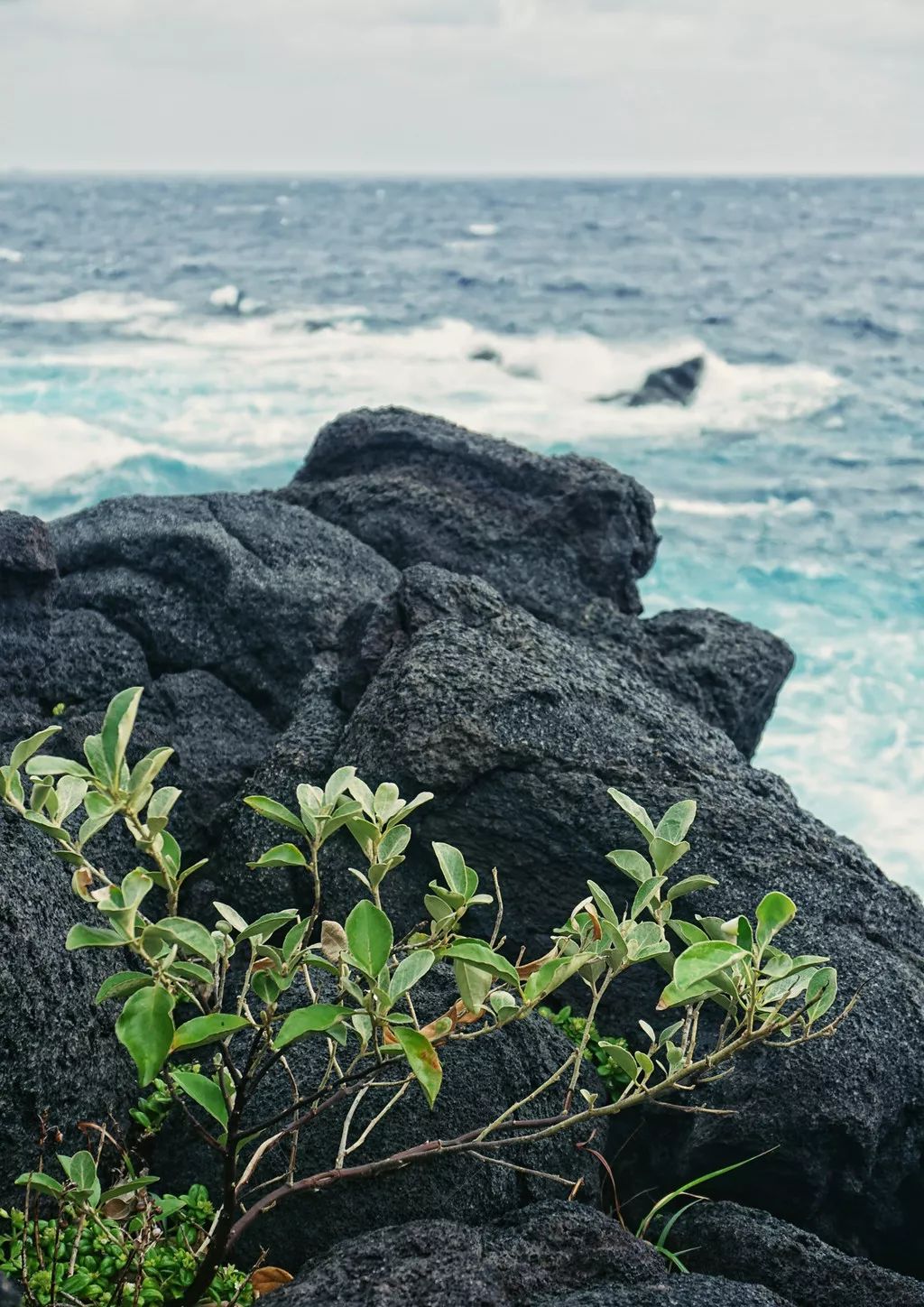 日本确定3月1日开放入境吗,日本开放办理工作签证的最新消息