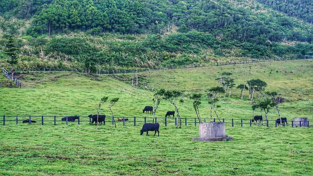 日本确定3月1日开放入境吗,日本开放办理工作签证的最新消息