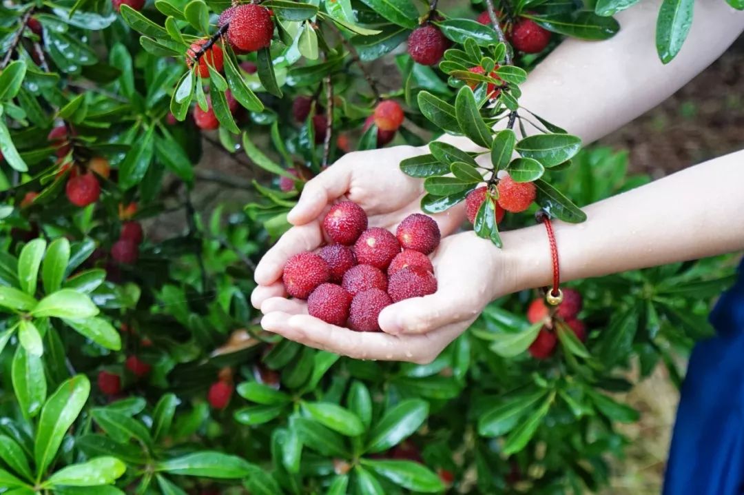 这座跟着周杰伦空降热搜的杨梅味小城，休渔期也能让你吃得满嘴鲜