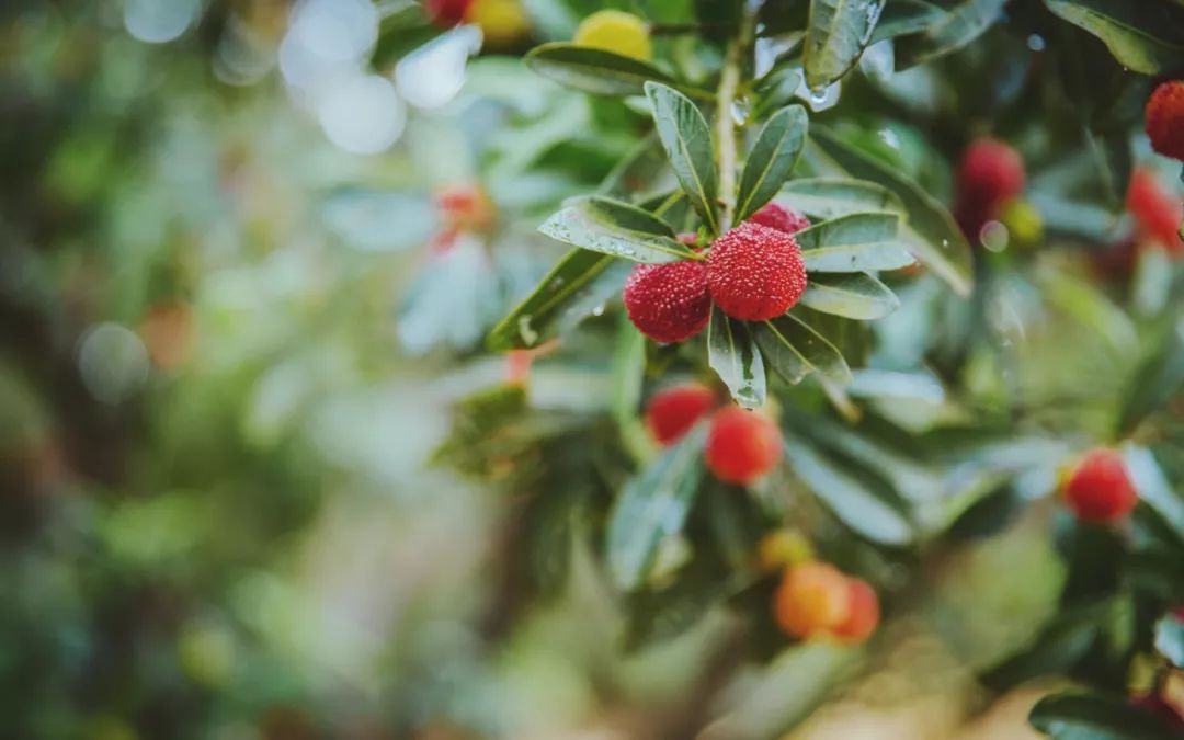 这座跟着周杰伦空降热搜的杨梅味小城，休渔期也能让你吃得满嘴鲜