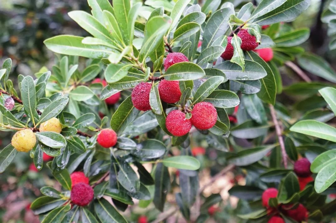 这座跟着周杰伦空降热搜的杨梅味小城，休渔期也能让你吃得满嘴鲜