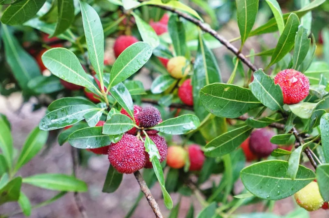 这座跟着周杰伦空降热搜的杨梅味小城，休渔期也能让你吃得满嘴鲜