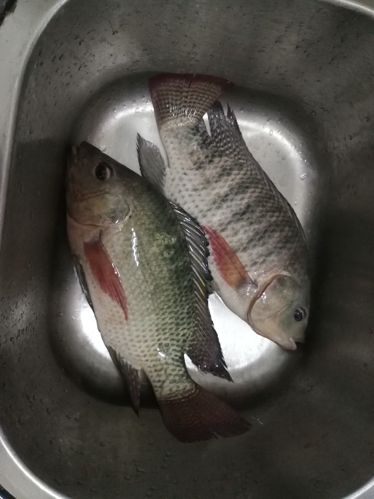 罗非的正确吃饵方法,钓罗非的心得和经验