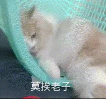 怀孕的你，就是家人眼中最尊贵的大熊猫