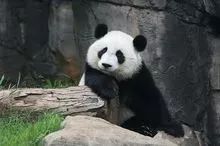 怀孕的你，就是家人眼中最尊贵的大熊猫