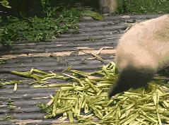 怀孕的你，就是家人眼中最尊贵的大熊猫