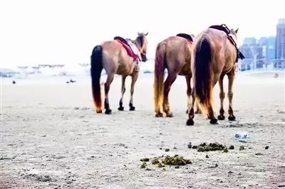 鸡粪羊粪牛粪哪种当肥料好,鸡粪羊粪猪粪牛粪哪个做营养土好