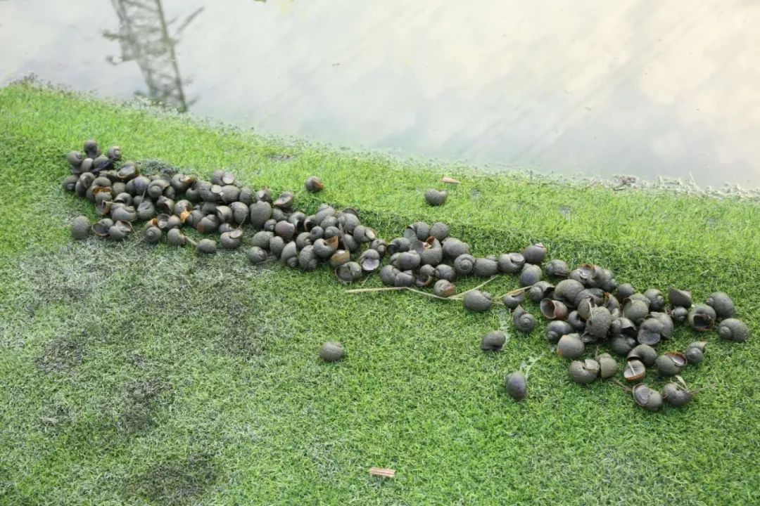 这东西江阴人都觉得恶心！有人却每天收3000斤，年赚300万