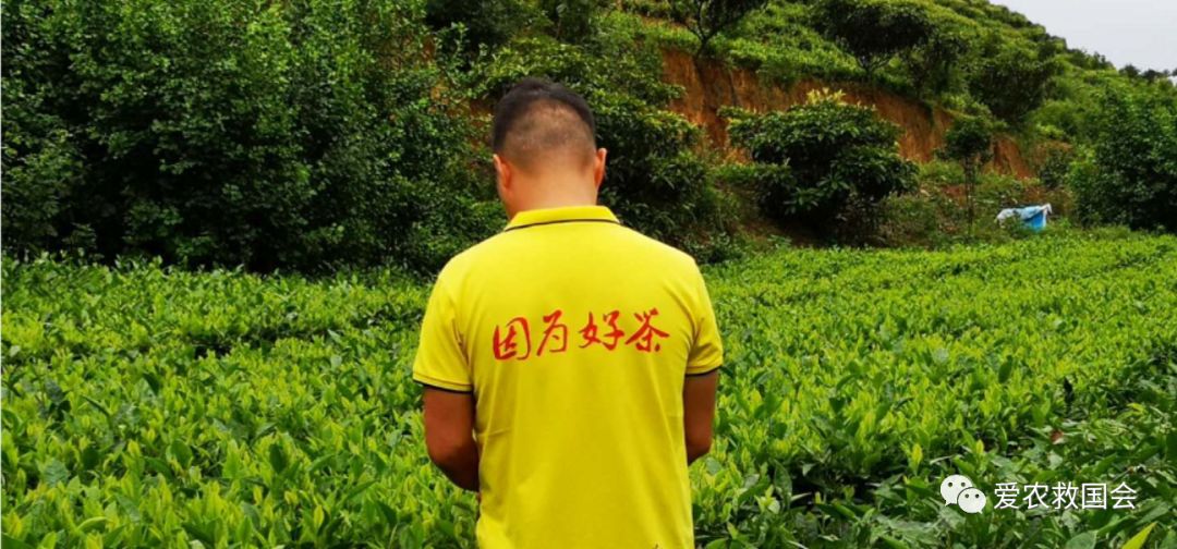 干旱天气对茶叶的影响,高温干旱对茶树的影响