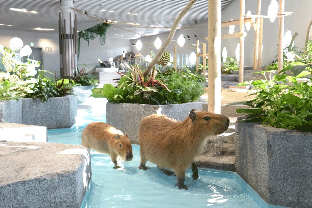 日本下雨天旅游攻略大全,日本大阪雨季怎么玩