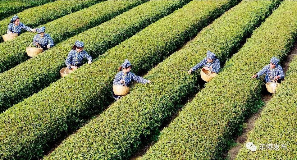 东港市十大镇,东港市有哪十大镇