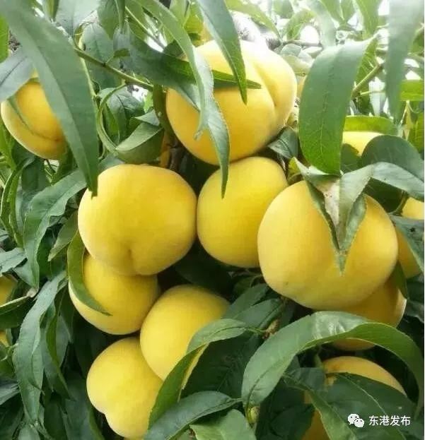 东港市十大镇,东港市有哪十大镇