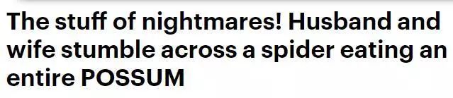 澳大利亚现巨型蜘蛛,澳大利亚巨型蜘蛛在哪出现