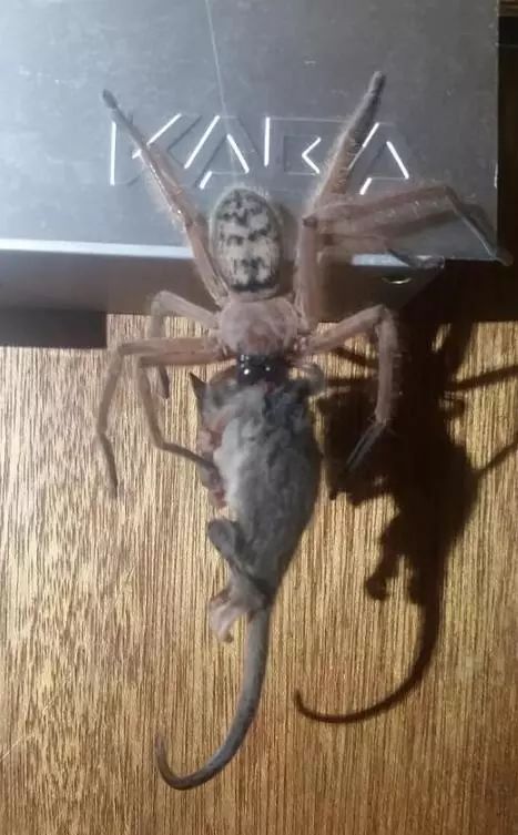 澳大利亚现巨型蜘蛛,澳大利亚巨型蜘蛛在哪出现