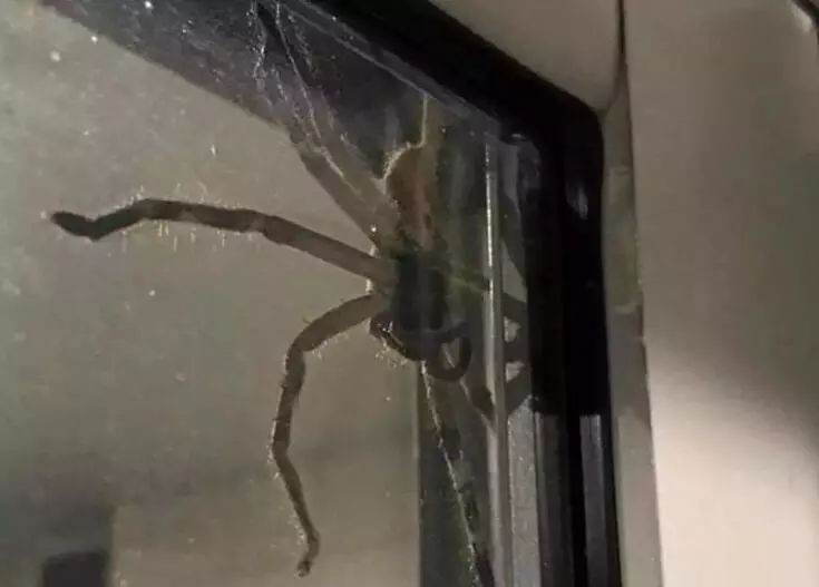 澳大利亚现巨型蜘蛛,澳大利亚巨型蜘蛛在哪出现