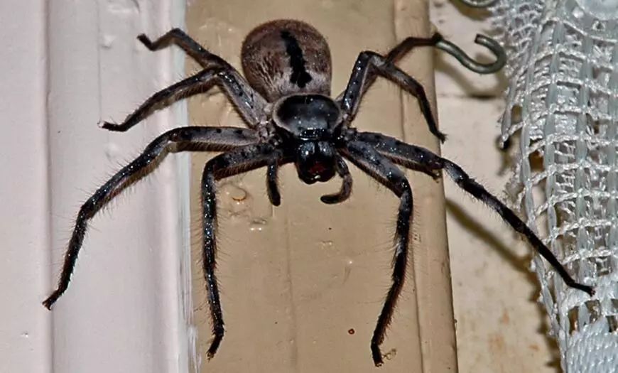 澳大利亚现巨型蜘蛛,澳大利亚巨型蜘蛛在哪出现