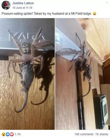 澳大利亚现巨型蜘蛛,澳大利亚巨型蜘蛛在哪出现