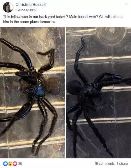 澳大利亚现巨型蜘蛛,澳大利亚巨型蜘蛛在哪出现