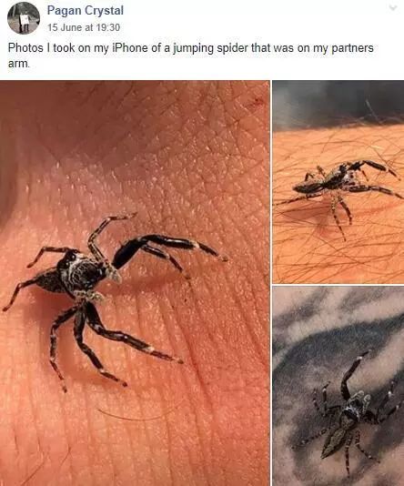 澳大利亚现巨型蜘蛛,澳大利亚巨型蜘蛛在哪出现