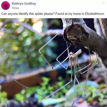 澳大利亚现巨型蜘蛛,澳大利亚巨型蜘蛛在哪出现