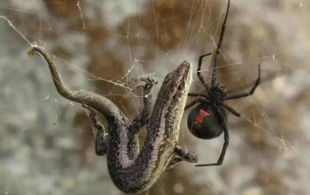 澳大利亚现巨型蜘蛛,澳大利亚巨型蜘蛛在哪出现