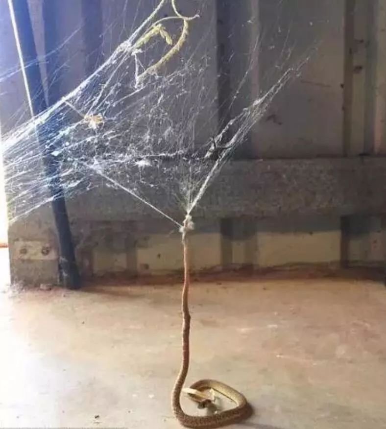 澳大利亚现巨型蜘蛛,澳大利亚巨型蜘蛛在哪出现