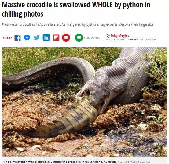 澳大利亚现巨型蜘蛛,澳大利亚巨型蜘蛛在哪出现