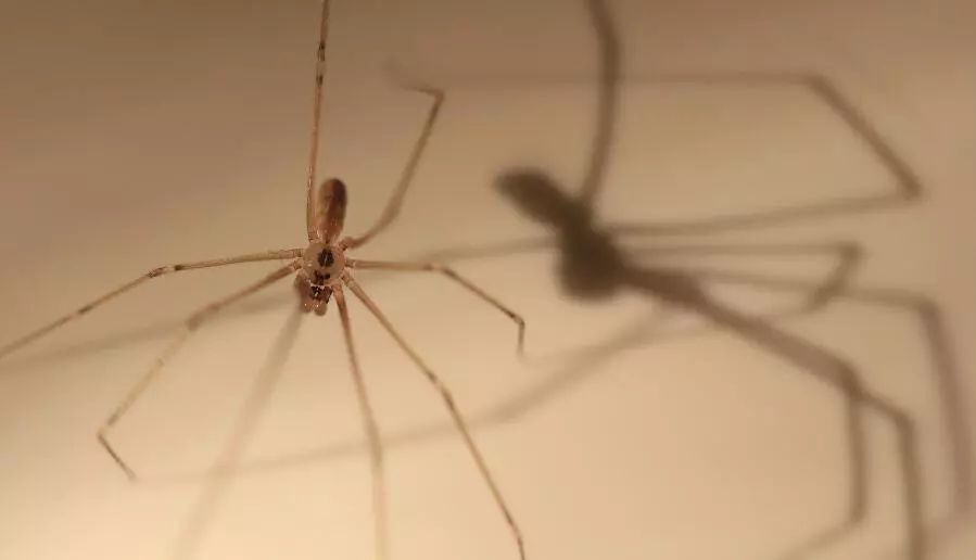 澳大利亚现巨型蜘蛛,澳大利亚巨型蜘蛛在哪出现