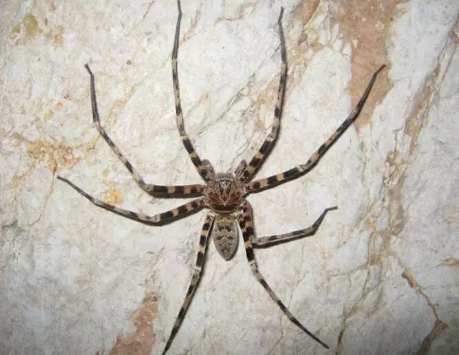 澳大利亚现巨型蜘蛛,澳大利亚巨型蜘蛛在哪出现