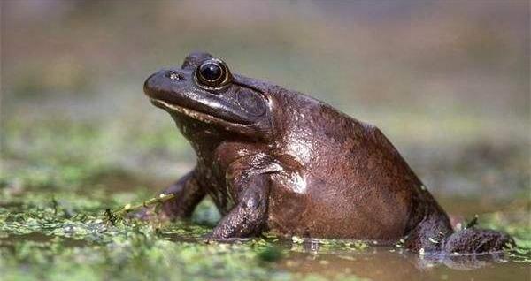 因太好吃被罚50万,放生野生鱼与养殖鱼功德