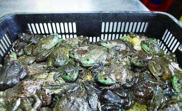 因太好吃被罚50万,放生野生鱼与养殖鱼功德