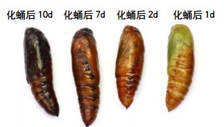 草地贪夜蛾识别与应急防治技术挂图