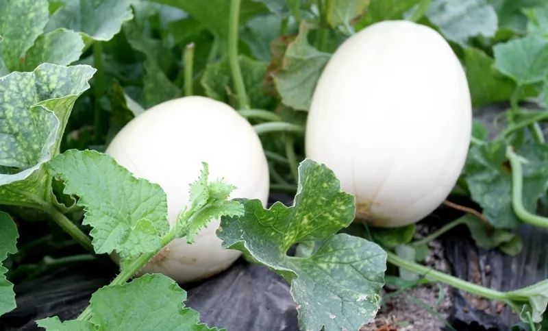 附近有哪些甜瓜采摘,好耍的采摘园