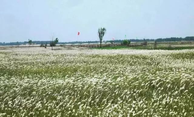 郑州湿地公园有啥好玩的,郑州周边的这七大湿地公园