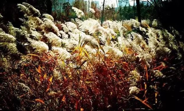 郑州湿地公园有啥好玩的,郑州周边的这七大湿地公园