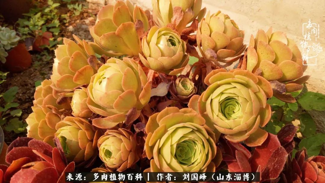 高温天气怎么养护多肉花,新手夏天养多肉5个保命秘籍