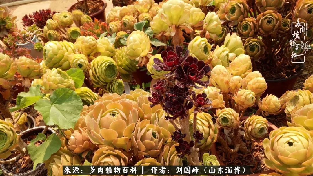 高温天气怎么养护多肉花,新手夏天养多肉5个保命秘籍