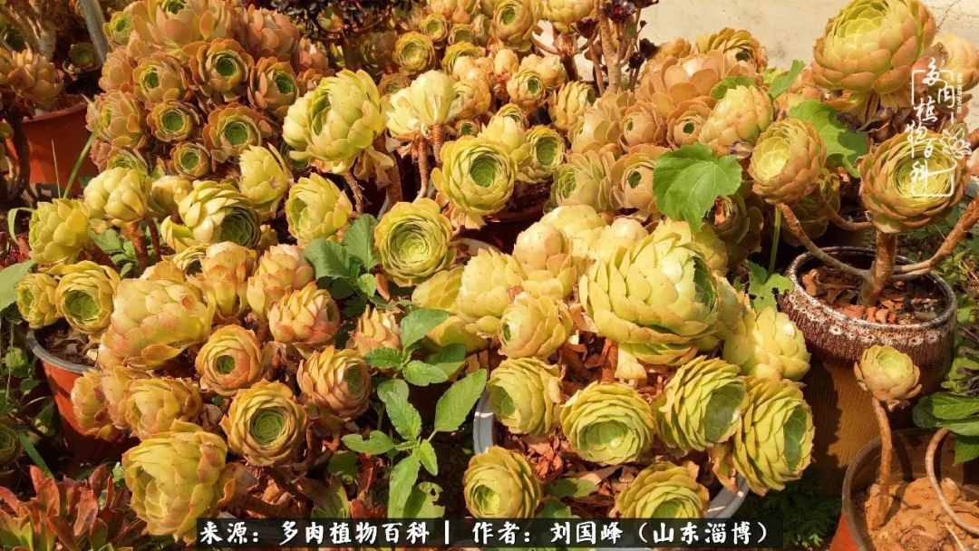 高温天气怎么养护多肉花,新手夏天养多肉5个保命秘籍