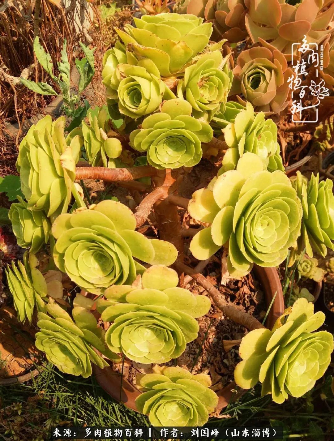 高温天气怎么养护多肉花,新手夏天养多肉5个保命秘籍