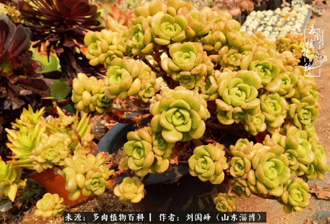 高温天气怎么养护多肉花,新手夏天养多肉5个保命秘籍