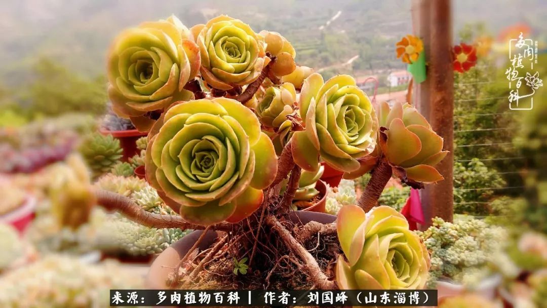 高温天气怎么养护多肉花,新手夏天养多肉5个保命秘籍