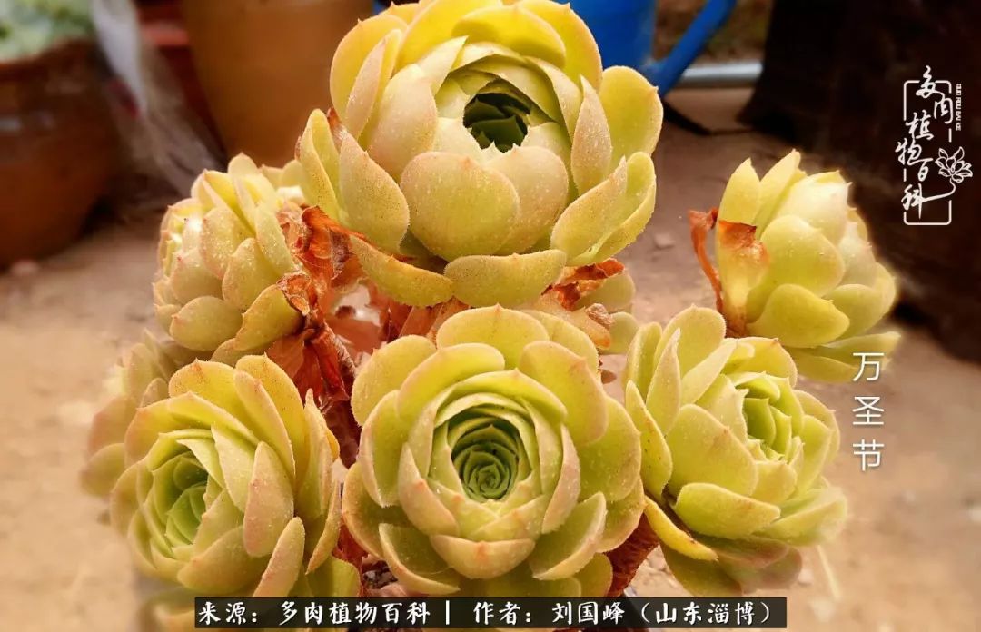 高温天气怎么养护多肉花,新手夏天养多肉5个保命秘籍