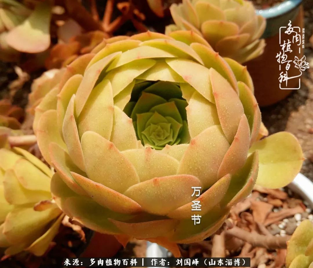 高温天气怎么养护多肉花,新手夏天养多肉5个保命秘籍