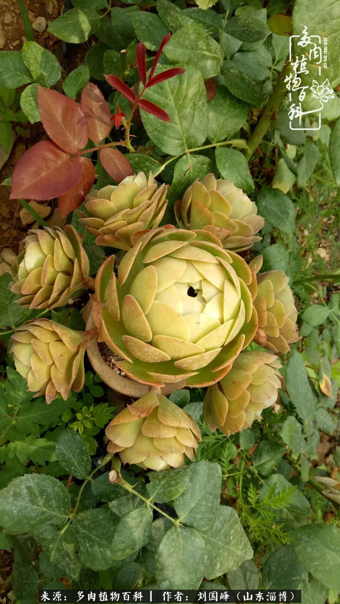 高温天气怎么养护多肉花,新手夏天养多肉5个保命秘籍