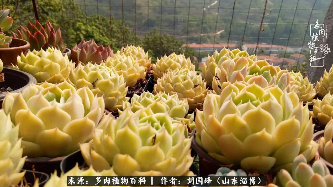 高温天气怎么养护多肉花,新手夏天养多肉5个保命秘籍