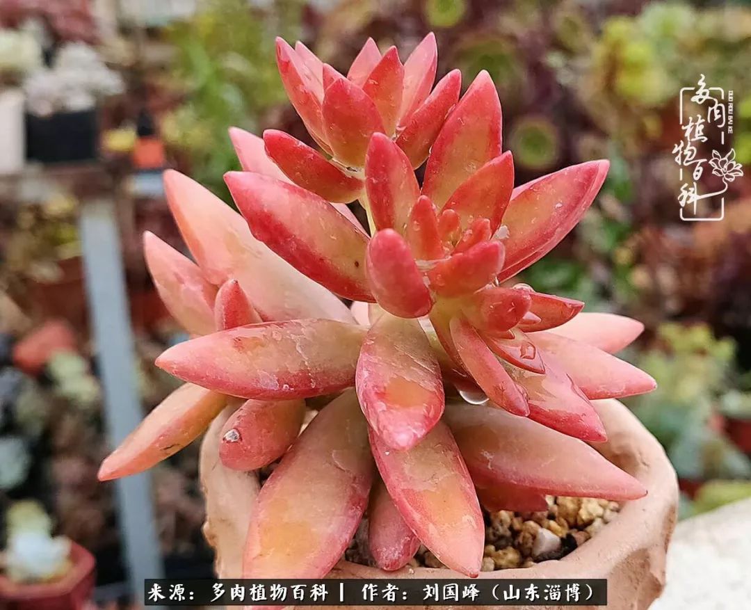 高温天气怎么养护多肉花,新手夏天养多肉5个保命秘籍